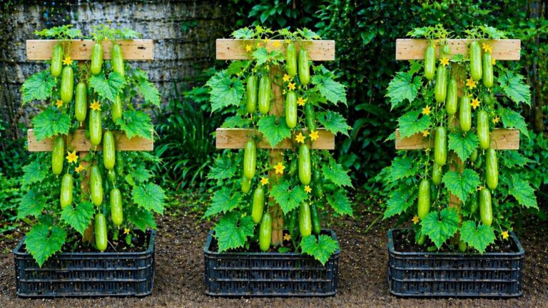This simple technique transforms small spaces into cucumber gardens …