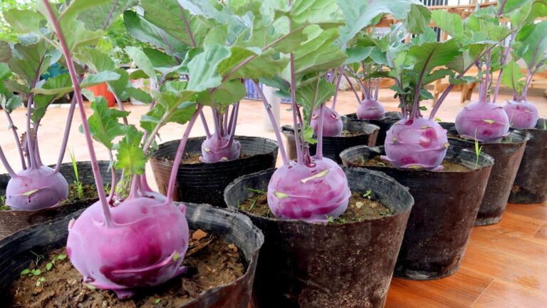 This simple method transforms your kitchen scraps into vibrant purple kohlrabi …