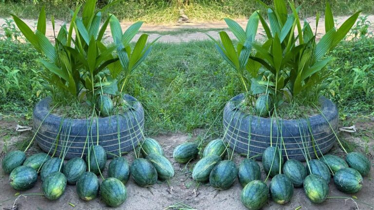 This simple method transforms watermelons into fruit-producing powerhouses…