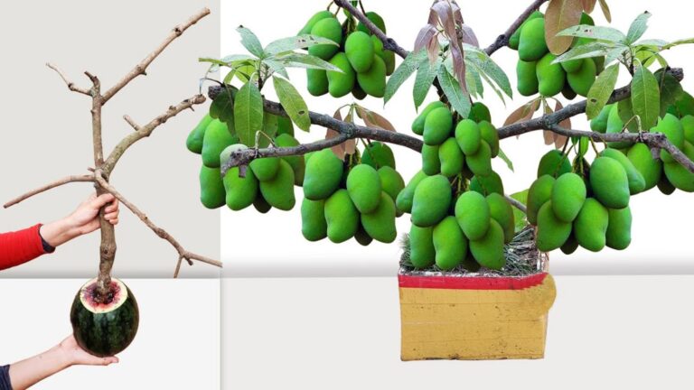 This forgotten trick lets you grow mango trees in weeks using just watermelon…