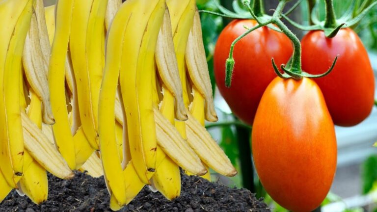 This simple trick turns banana peels into nutrient-rich fertilizer for lush gardens…