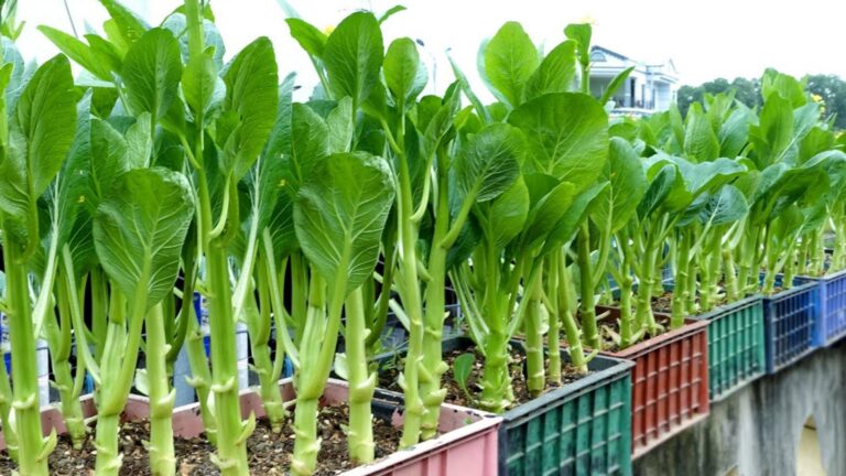 This simple method transforms small spaces into abundant vegetable gardens…