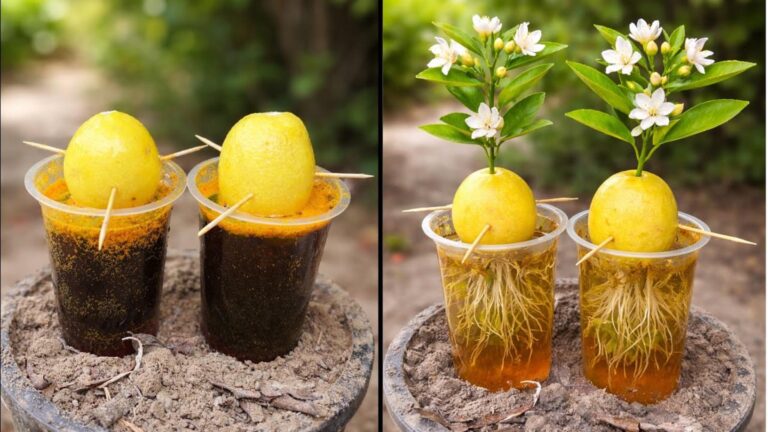 This simple experiment turns leftover lemons into thriving plants… you won’t believe the results!