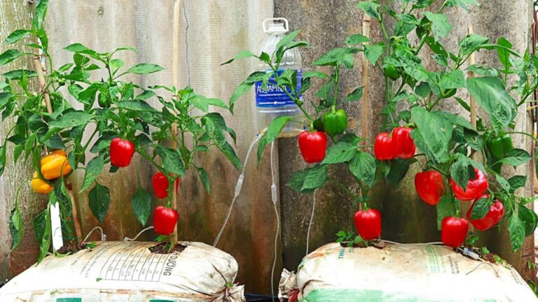 This simple tip transforms your home into a bell pepper paradise…