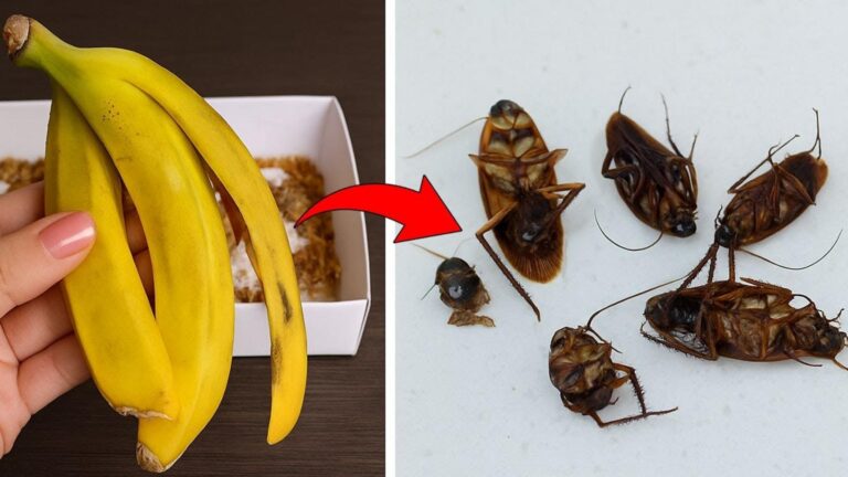 This simple trick eliminates cockroaches overnight without harmful chemicals…