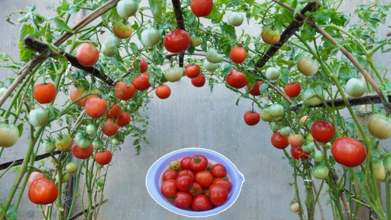 This simple trick transforms kitchen scraps into bountiful tomatoes in just three months…