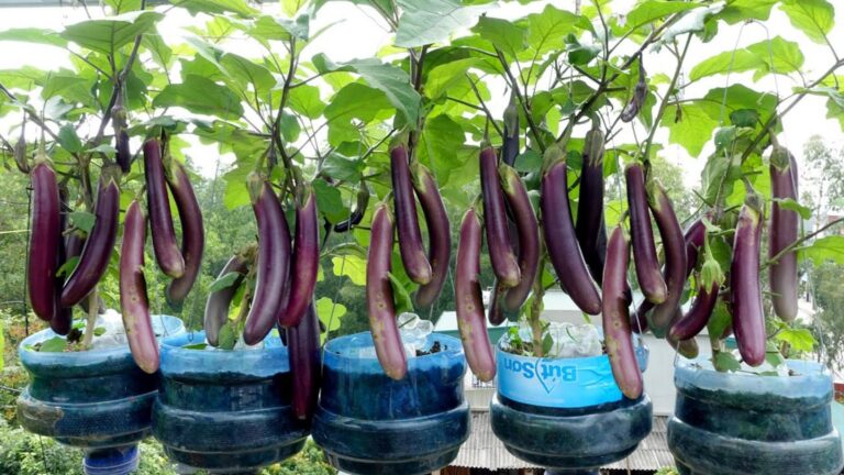 This simple idea turns plastic bottles into a vegetable garden… and it’s genius!
