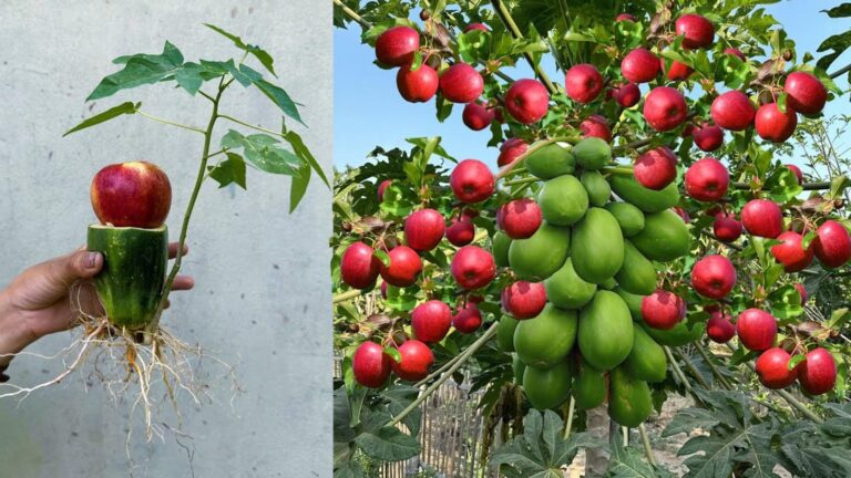 This simple technique allows you to grow papaya and apple from one stem…