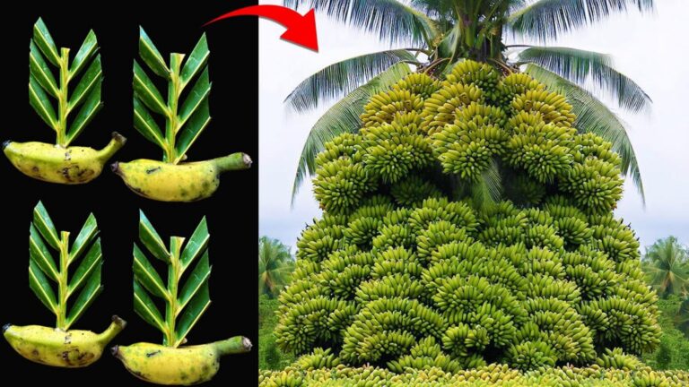 This forgotten trick transforms banana plants using just coconut leaves…
