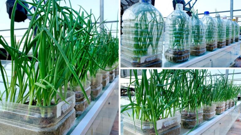This simple method turns plastic bottles into onion-growing marvels…