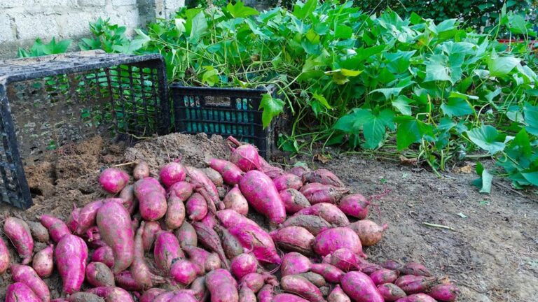 This simple trick transforms tubers into a bountiful sweet potato harvest…