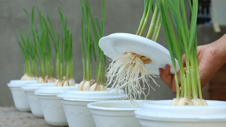 This simple method transforms kitchen scraps into a thriving garlic garden…