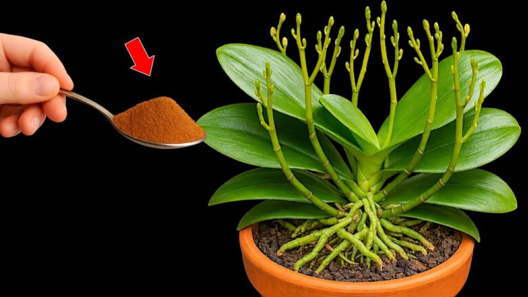 5 Tips for Using Natural Plant Agents to Keep Your Orchids Blooming All Year!