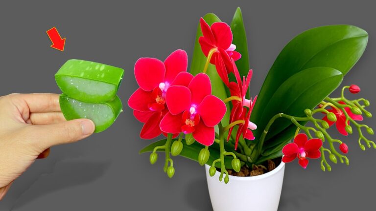 Unlock 100 Orchid Roots with This Simple Trick for Year-Round Blooms!