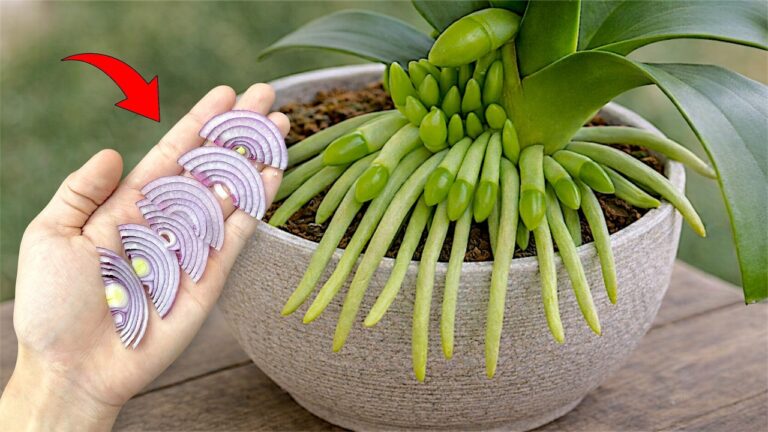 Boost Your Orchid’s Blooms by 500% with This One Simple Weekly Tip!