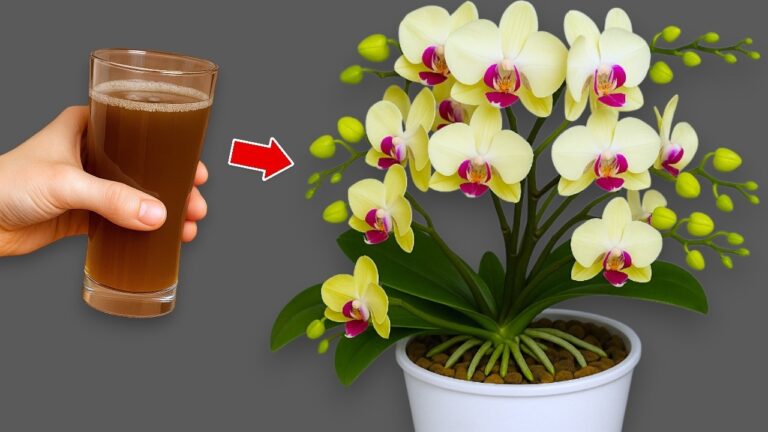 7 Secrets to Make Your Orchids Bloom with New Roots and Flowers Every Week