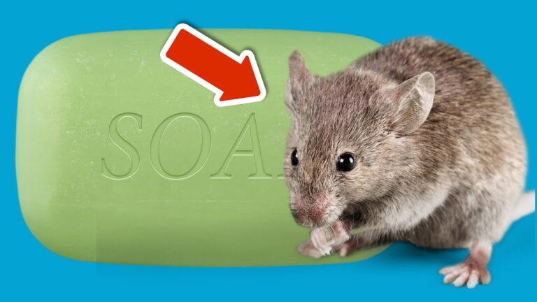 5 Genius Tricks to Keep Mice Away for Good – You Won’t Believe #3!