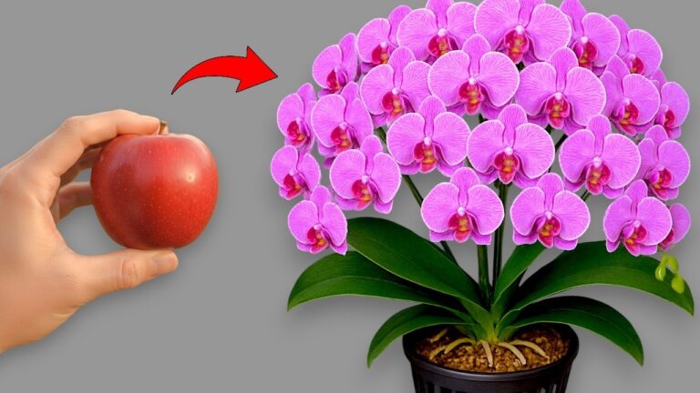 1 Bomb That Totally Transformed an Orchid Garden You Won’t Believe!