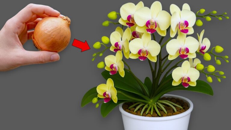 Grow Orchids All Year with Just 1 Onion: Discover This Simple Trick!