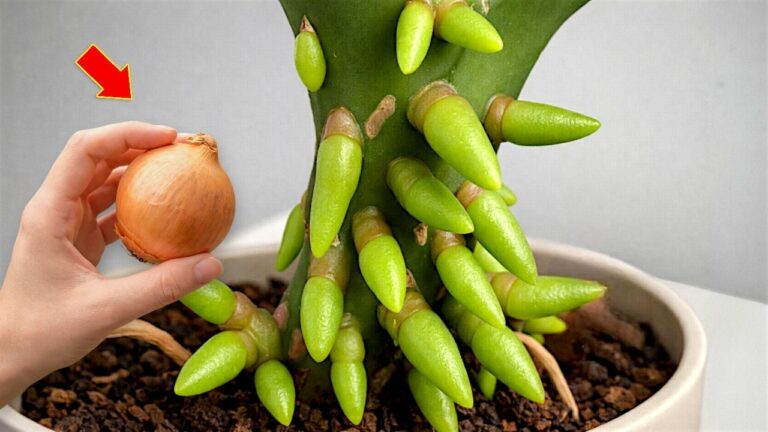 Unlock Year-Round Orchid Blooms with This 1 Simple Application Method!
