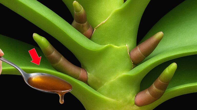 5 Secrets to Help Your Orchid Root Fast Like a Pro