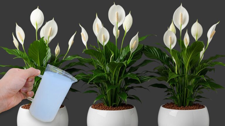 Transform Your Home with 1 Cup of Flowers Weekly for Year-Round Blooms!