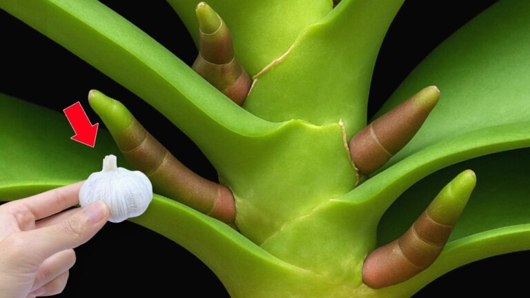 Grow Orchids All Year with This One Garlic Trick – Discover the Secret Now!