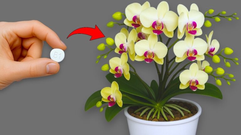7 Secrets to Make Your Orchids Thrive with Nonstop Blooms