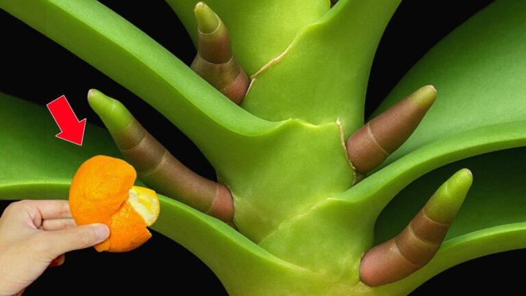 Grow Orchids Year-Round: Use Just 1 Fruit to Get Roots and Blooms Instantly!