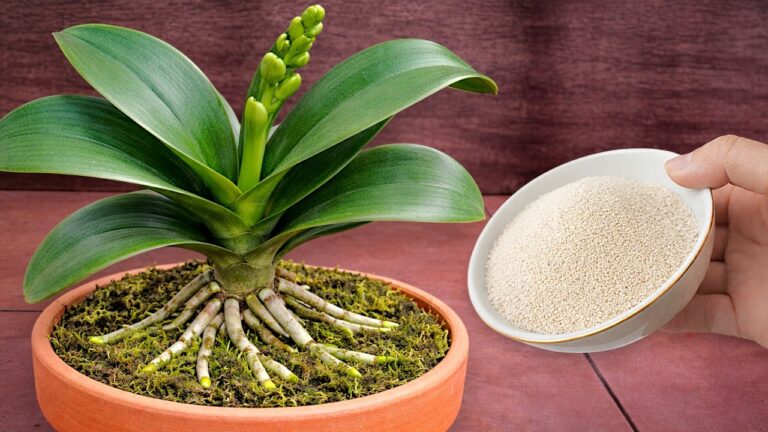 Unlock 1001 Orchid Roots with This 1 Teaspoon Trick for Stunning Blooms!