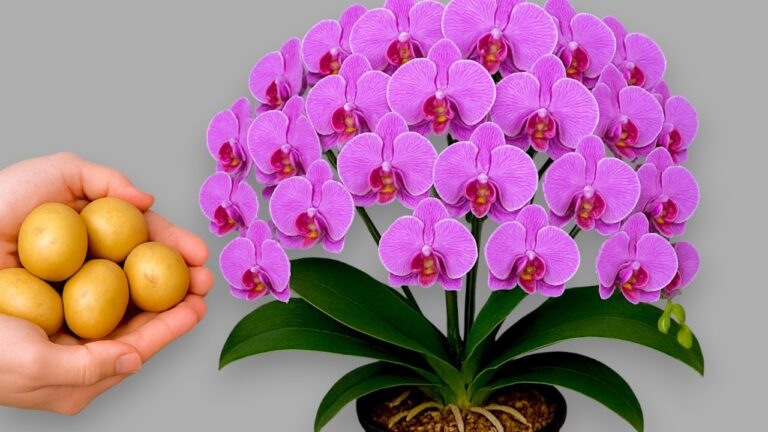 Unlock 1001 Orchid Roots for Stunning Blooms: A Must-Try Gardening Tip!