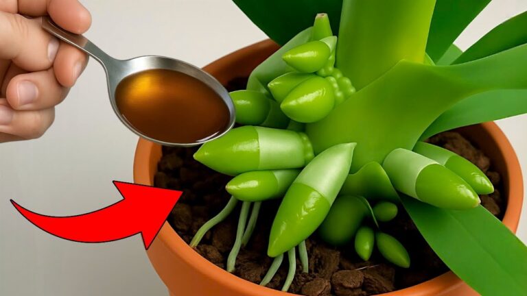 1 Spoon a Week for Thriving Orchids: Grow Roots and Flowers Year-Round!