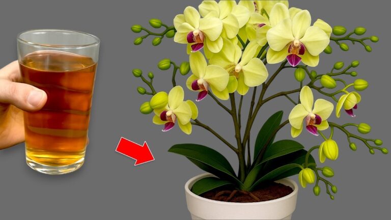 Get Orchids to Bloom Year-Round with This 1 Simple Trick!
