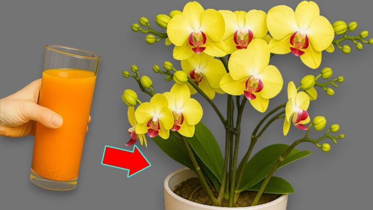 Unlock Year-Round Blooms: Just 1 Cup a Month for Lush Roots and Flowers!