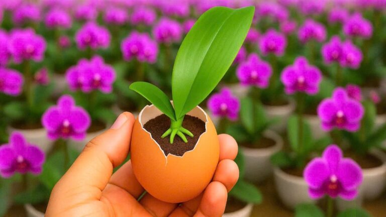 Transform Your Orchids with Just 1 Egg in 30 Days for Explosive Growth!