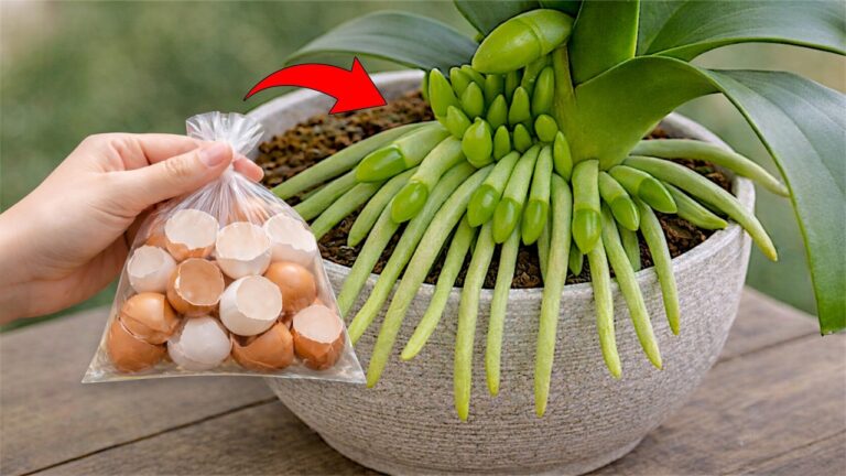 5 Ways Eggshells Boost Your Plants for Lush Blooms and Healthy Roots