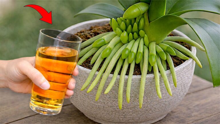 One Drop to 10+ Orchid Flower Stalks: Discover the Secret to Blooming Beauty!