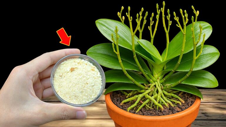 Instantly Grow 100 Orchid Branches with This Simple Trick for Year-Round Blooms!