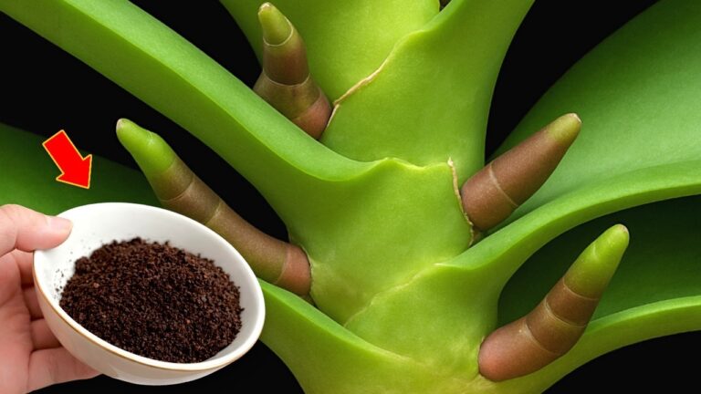 One Teaspoon to Grow 100 Orchids: Uncover the Secrets of Blooming Beauty!