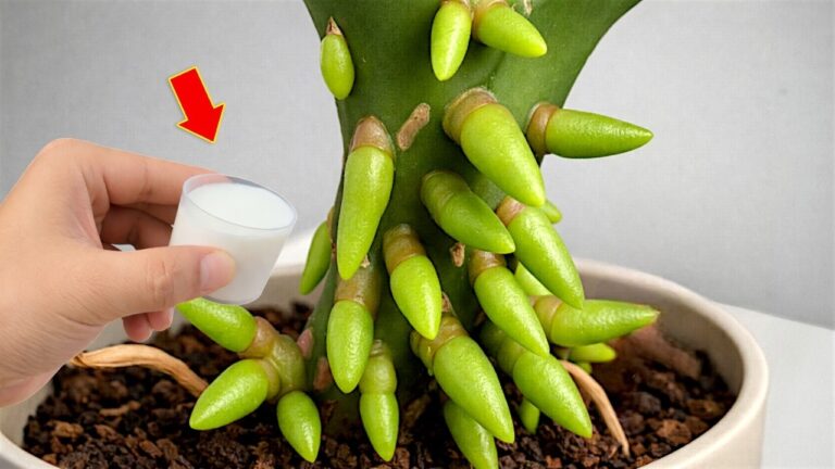 Unlock 1001 Orchids: The Secret to Instantly Rooting Your Plants!