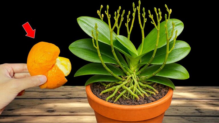 Revive Your Orchids: 1 Monthly Secret to Thriving Plants