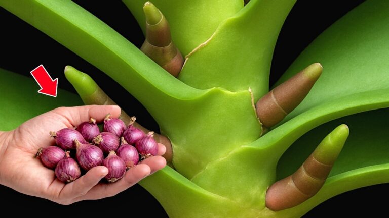 100 Orchid Roots: Discover the Secret to a Blooming Indoor Garden!