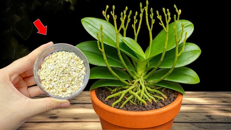 5 Secrets to Make Your Orchids Bloom Year-Round with Thriving Roots! 🌼