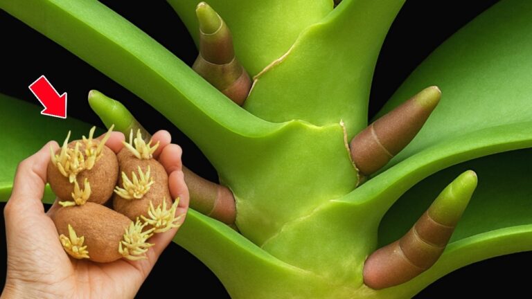 Boost Orchid Blooms by 500% with This Simple Weekly Tip! Discover How Today!
