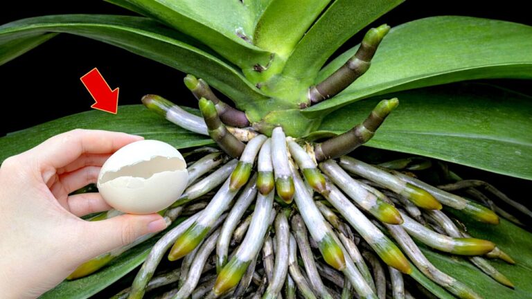 10 Secrets to Transform Your Orchid with These Magical Tips