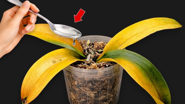 7 Secrets to Make Your Orchid Bloom Like Crazy with One Simple Trick!