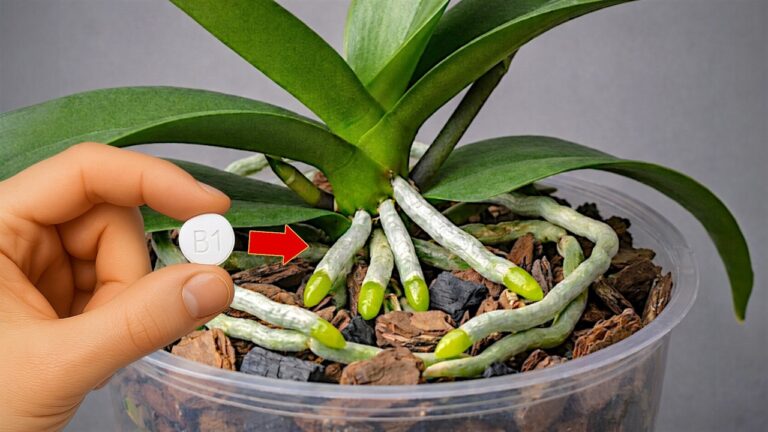 5 Secrets to Help Your Orchid Sprout Roots and Bloom All Year Long!