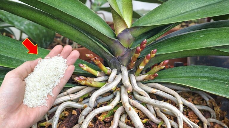 Boost Orchid Growth by 500% with Just 1 Slice a Week! Discover the Secrets Now!