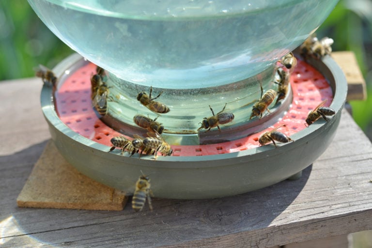 7 Creative Bee Watering Station Ideas to Quench Thirsty Bees