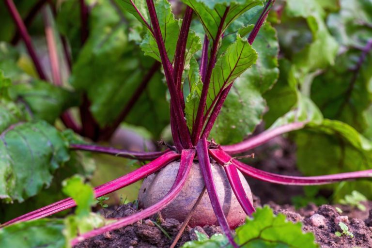 8 Proven Tips for a Bountiful Beet Harvest